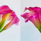 Illustration for article titled Shooting Challenge Stereogram Gallery 1